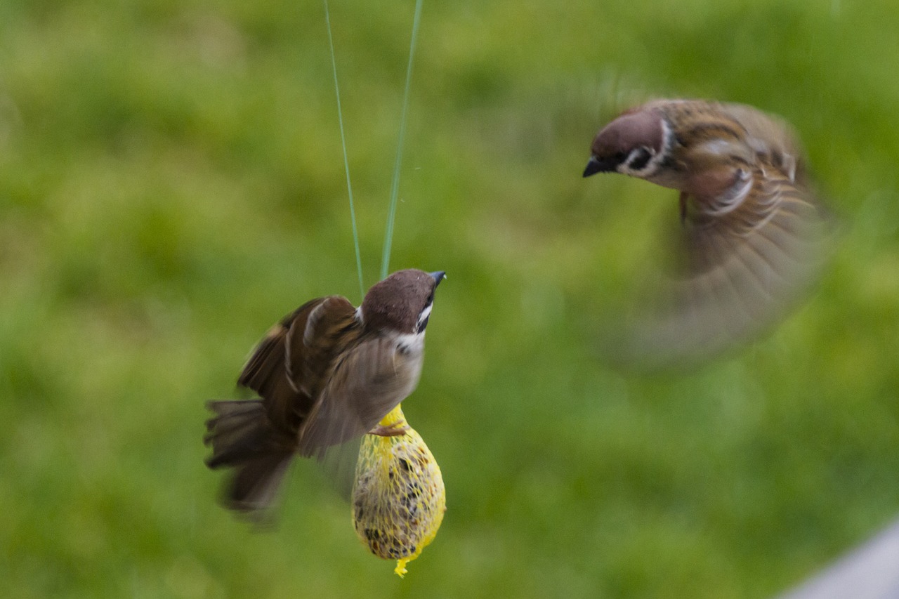 sperling sparrow air combat free photo