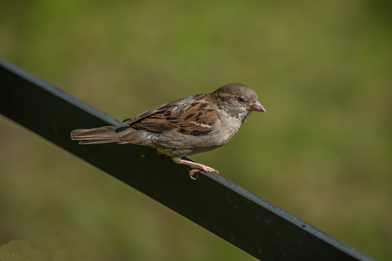 sperling bird close free photo