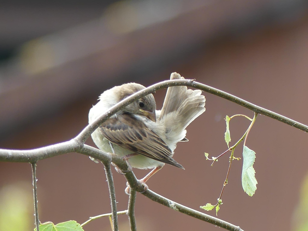 sperling bird house sparrow free photo