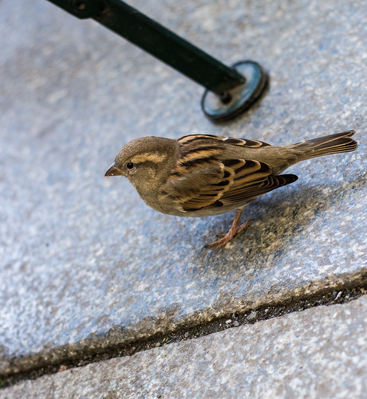 sperling bird dresden free photo