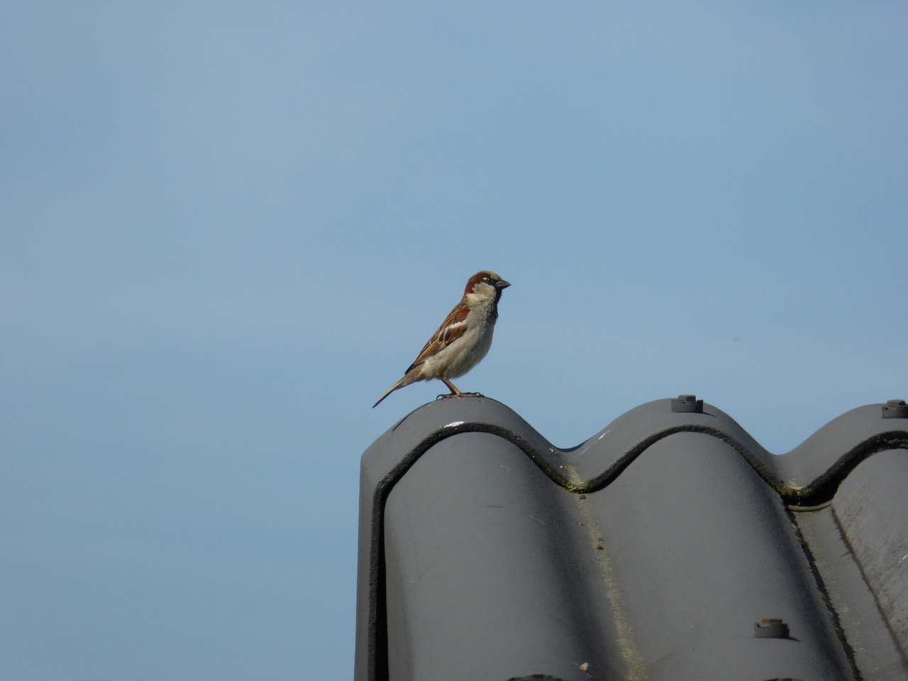 sperling  songbird  bird free photo