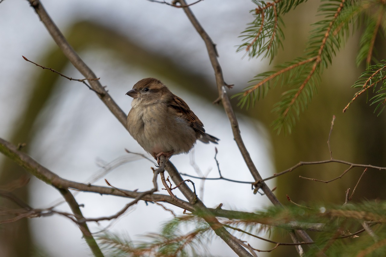 sperling  sparrow  house sparrow free photo