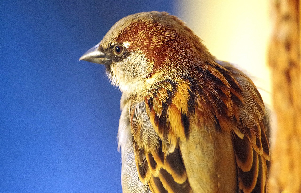 sperling  bird  sparrow free photo