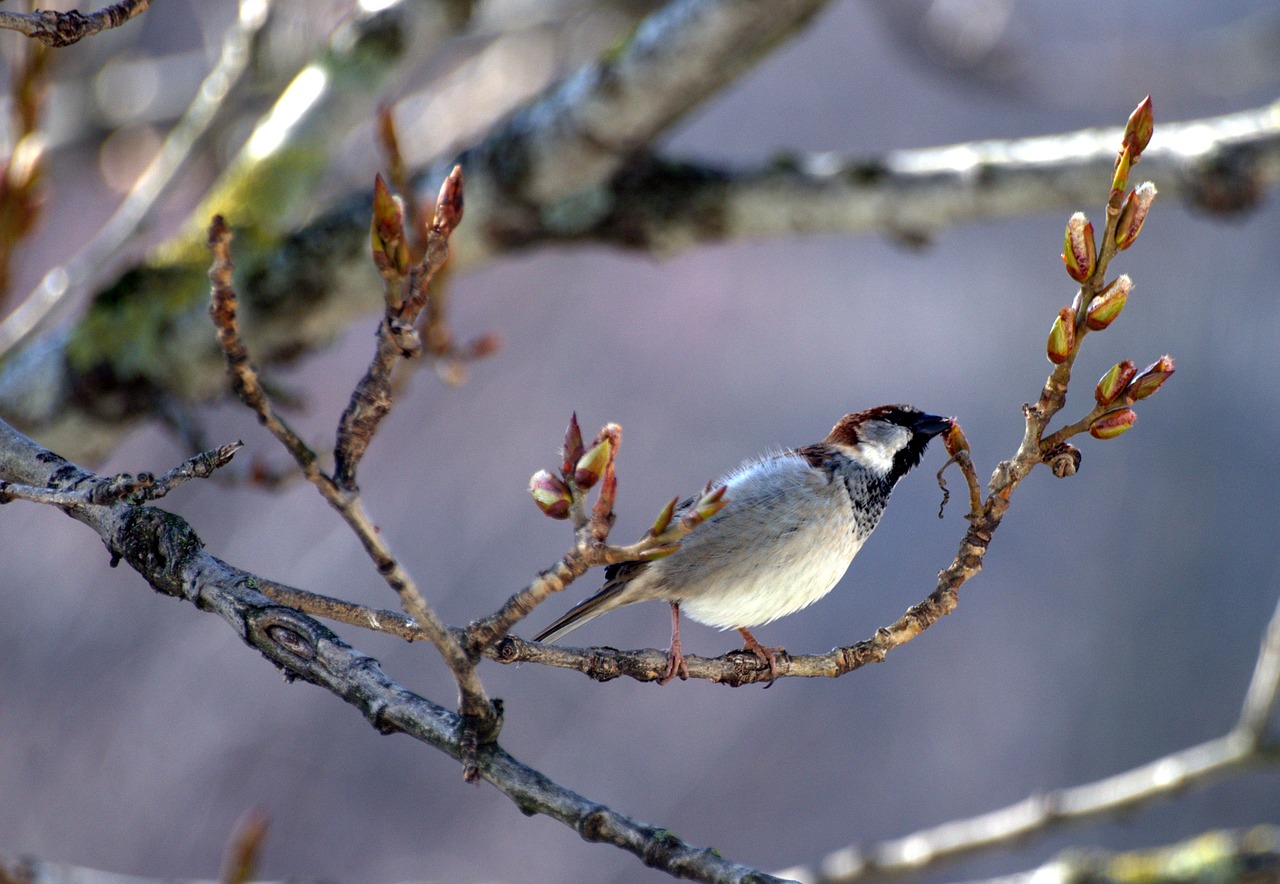 sperling  bud  spring free photo