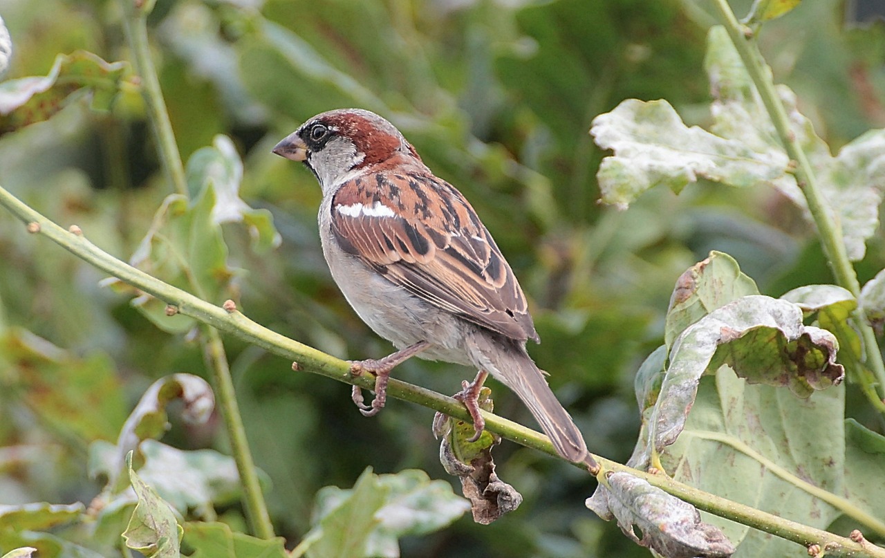 sperling sparrow passeridae free photo
