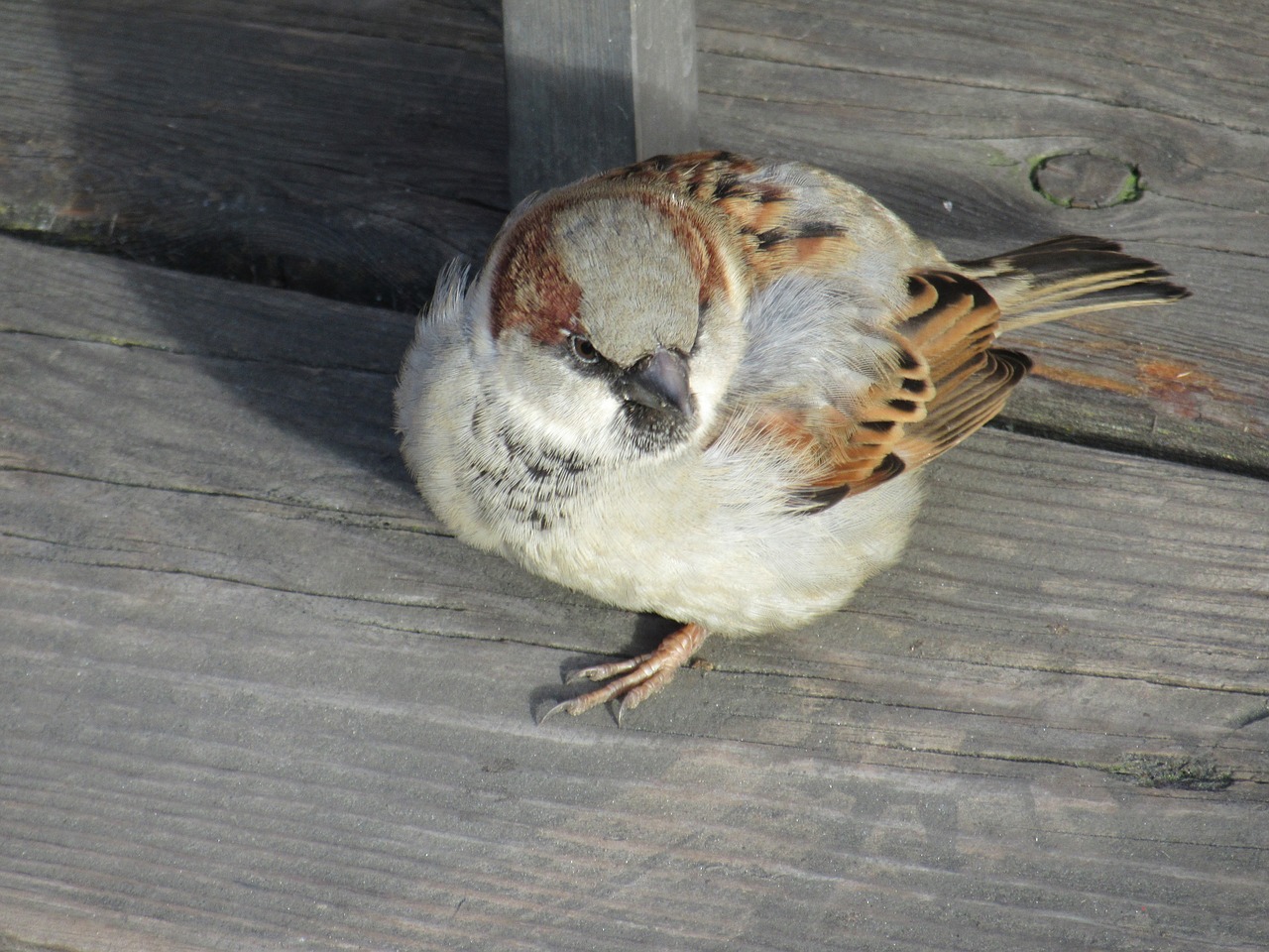 sperling sparrow bird free photo