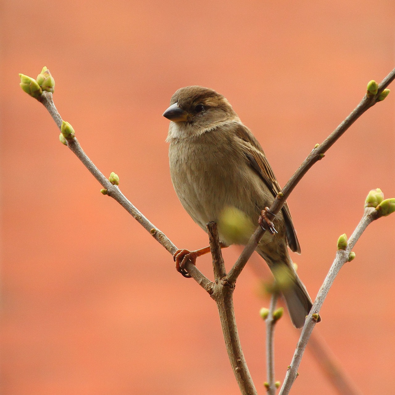 sperling songbird sparrow free photo