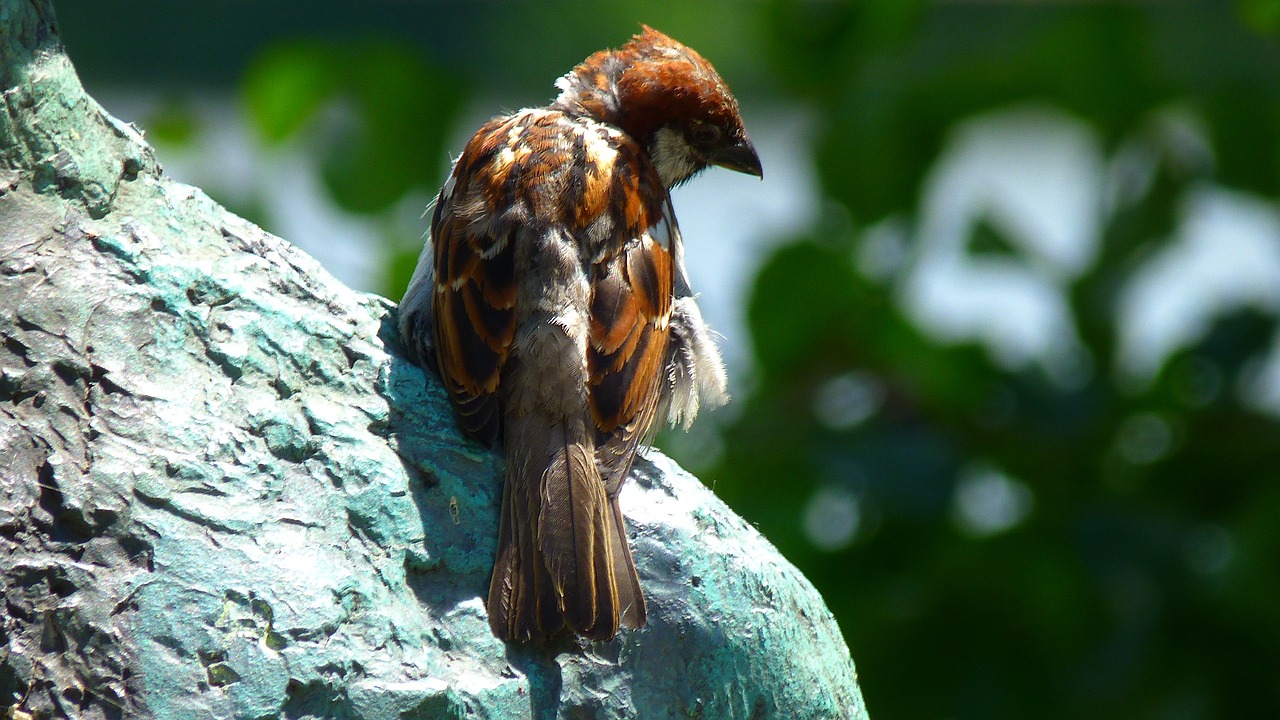 sperling sparrow close free photo