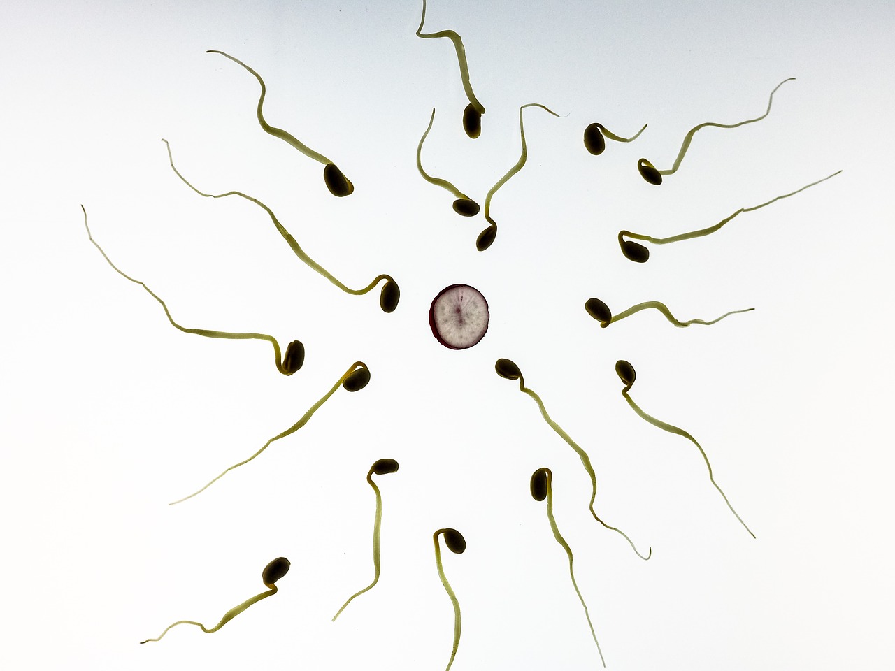 sperm fertilization pregnancy free photo