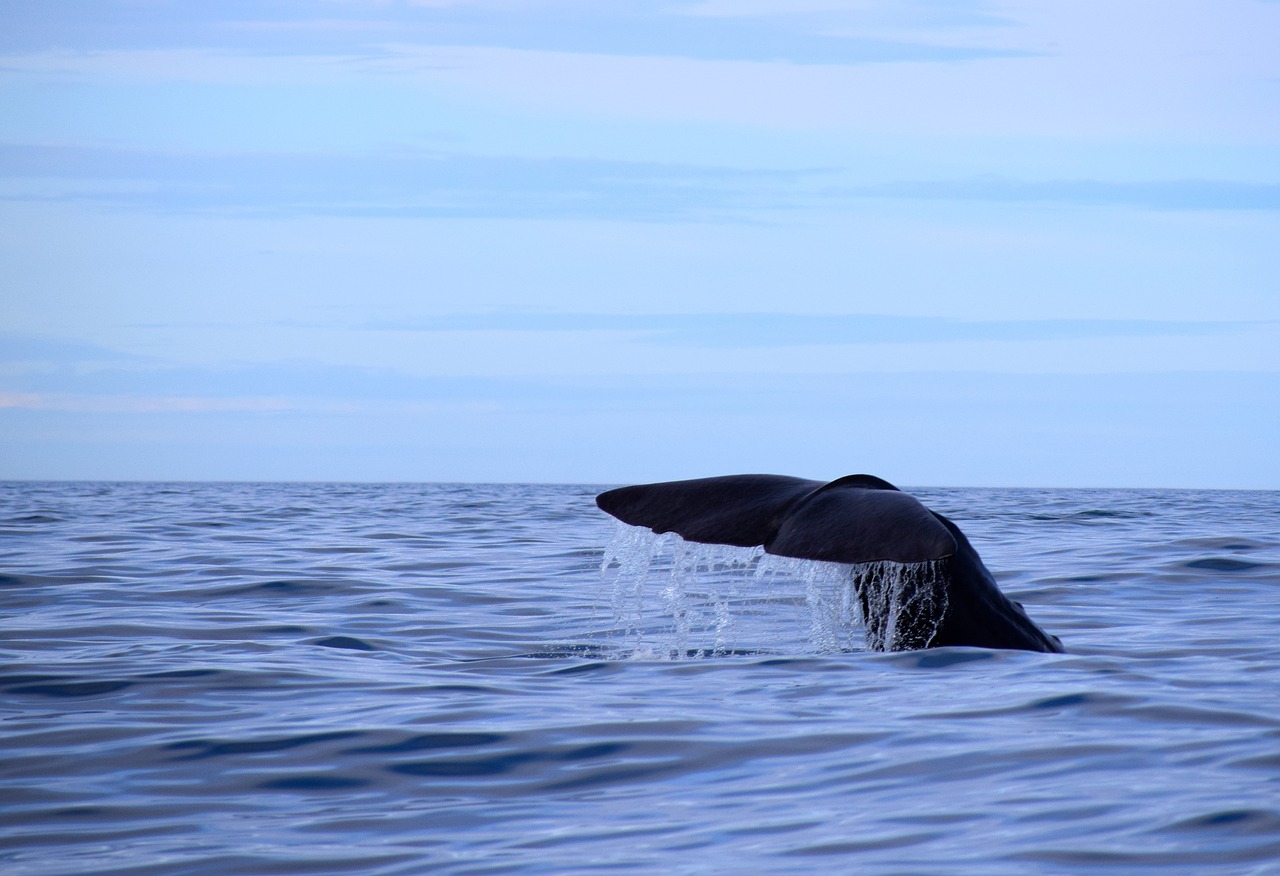 sperm whale norway nordland free photo