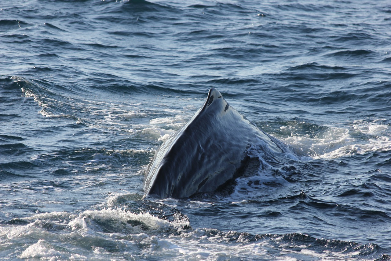 sperm whale  sperm whale back  diving free photo