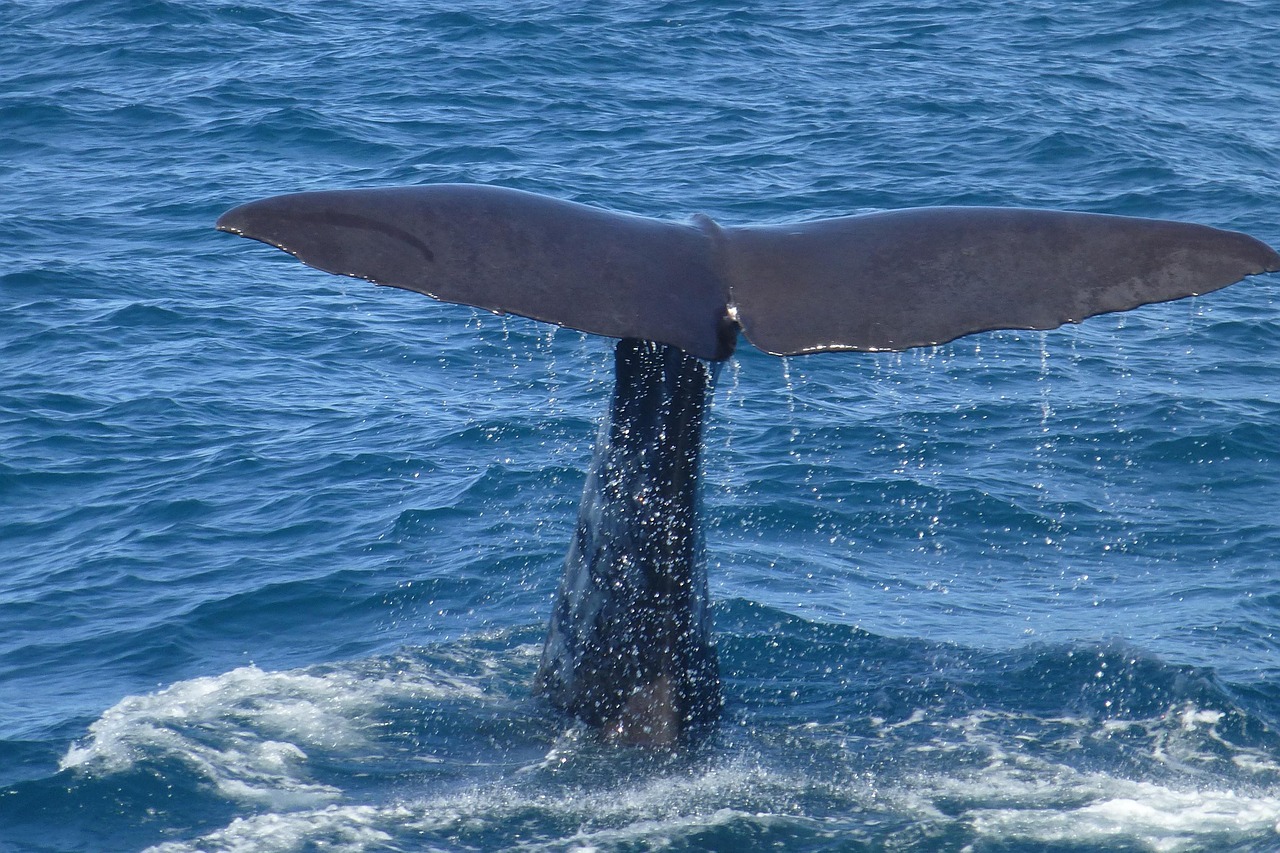 sperm whale fluke whale watching free photo