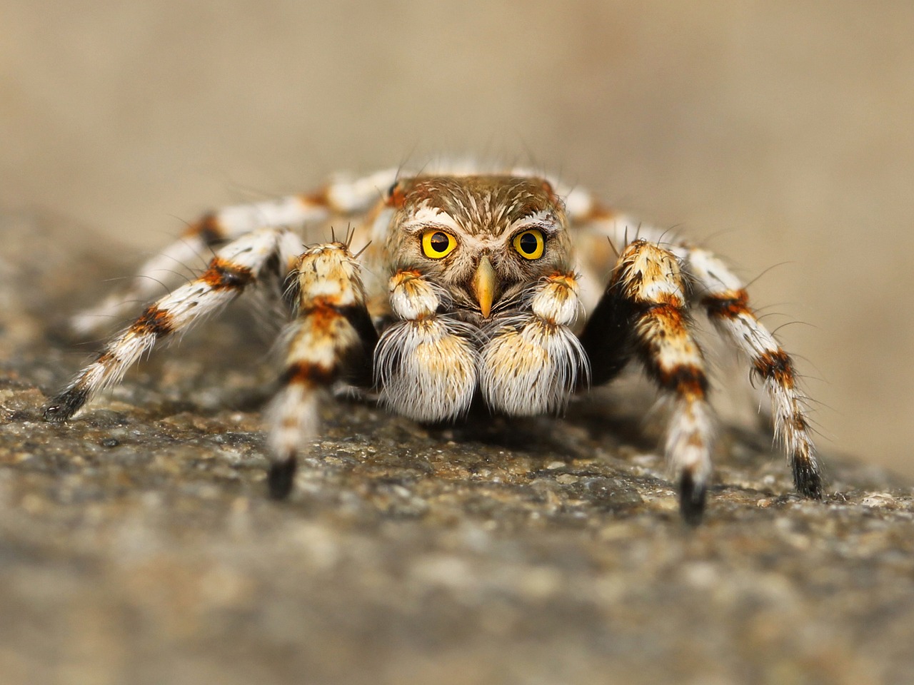 speule spider jumping spider free photo