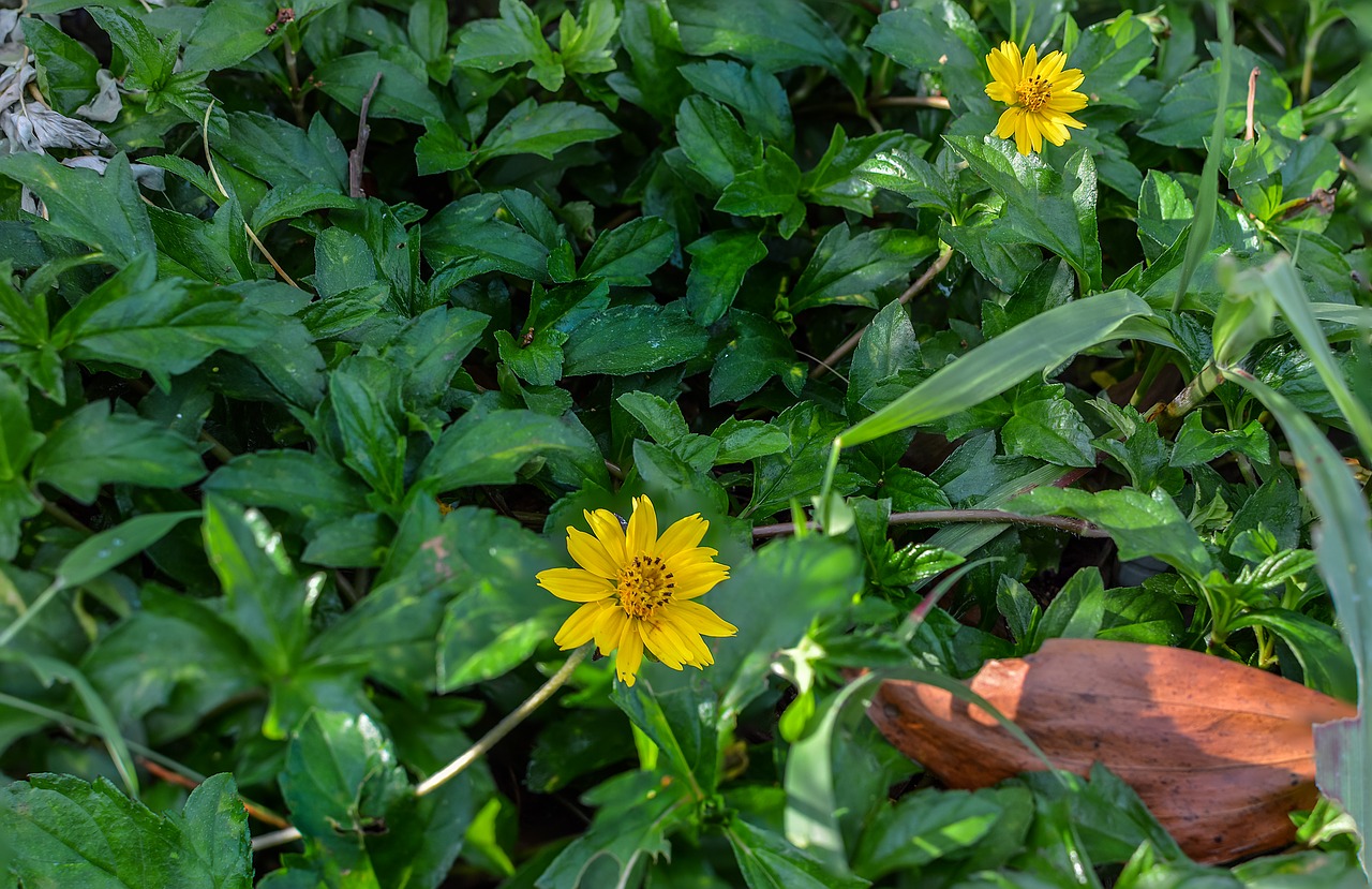 sphagneticola trilobata  flower  caribbean free photo