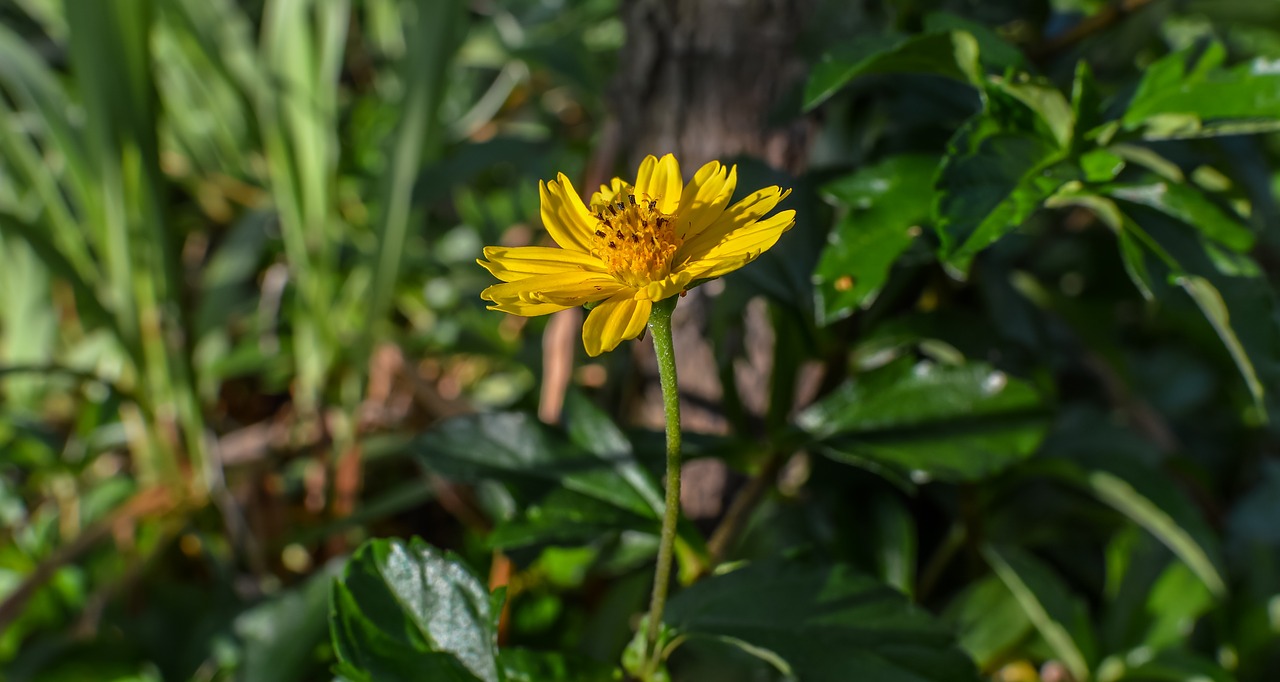 sphagneticola trilobata  flower  caribbean free photo