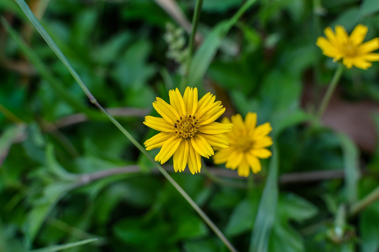 sphagneticola trilobata  flower  caribbean free photo