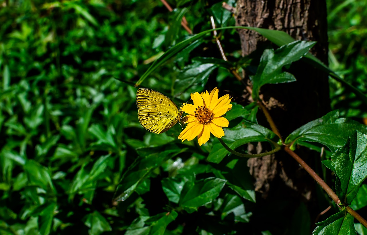 sphagneticola trilobata  flower  yellow free photo