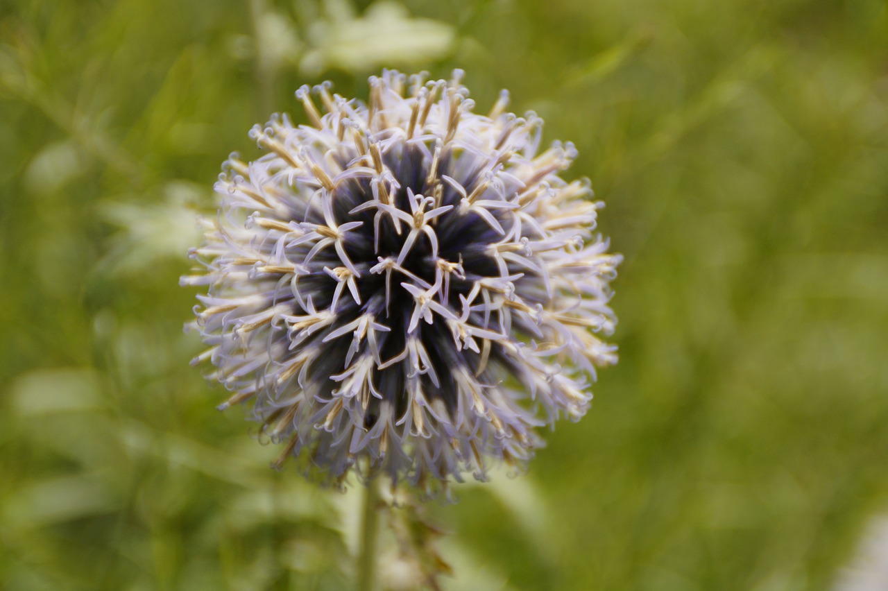 spherical flowers plant free photo