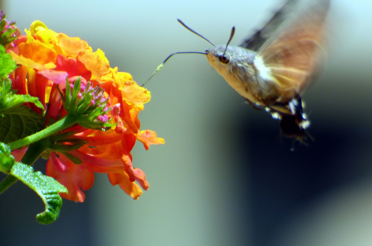 sphinx  flower  butterfly free photo