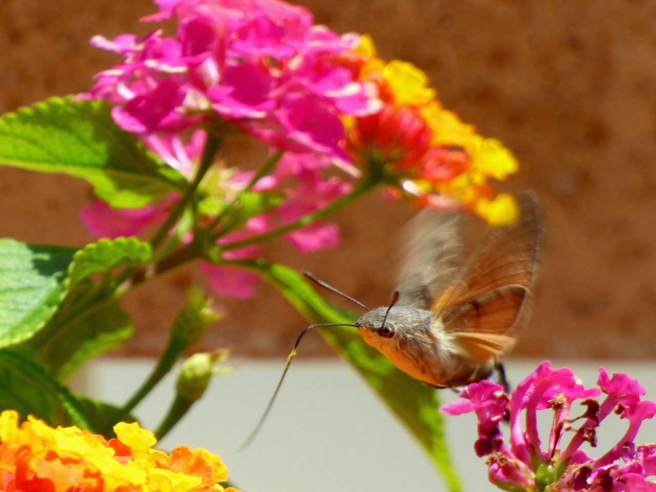 sphinx  flower  butterfly free photo