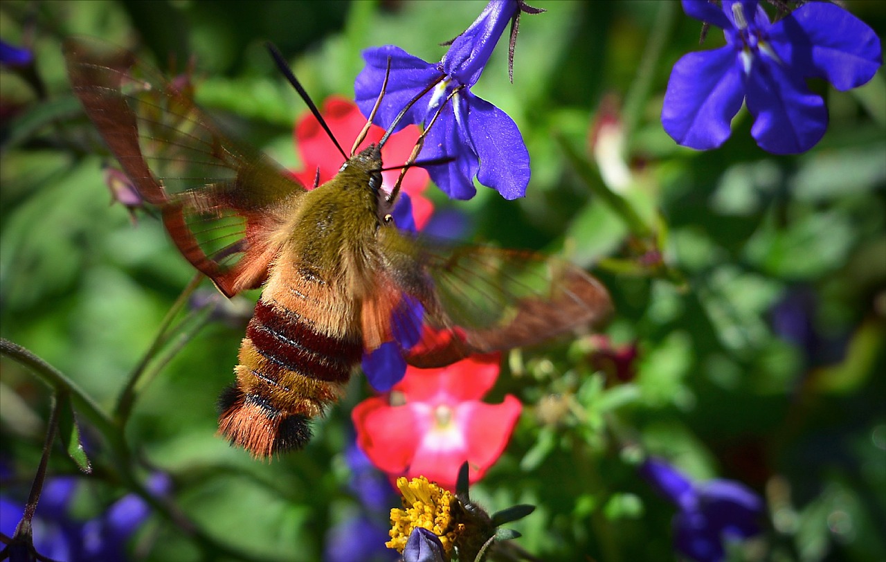 sphinx moth sphinx hummingbird flowers free photo
