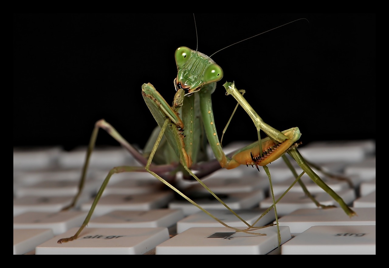 sphodromantis lineola praying mantis fishing locust free photo