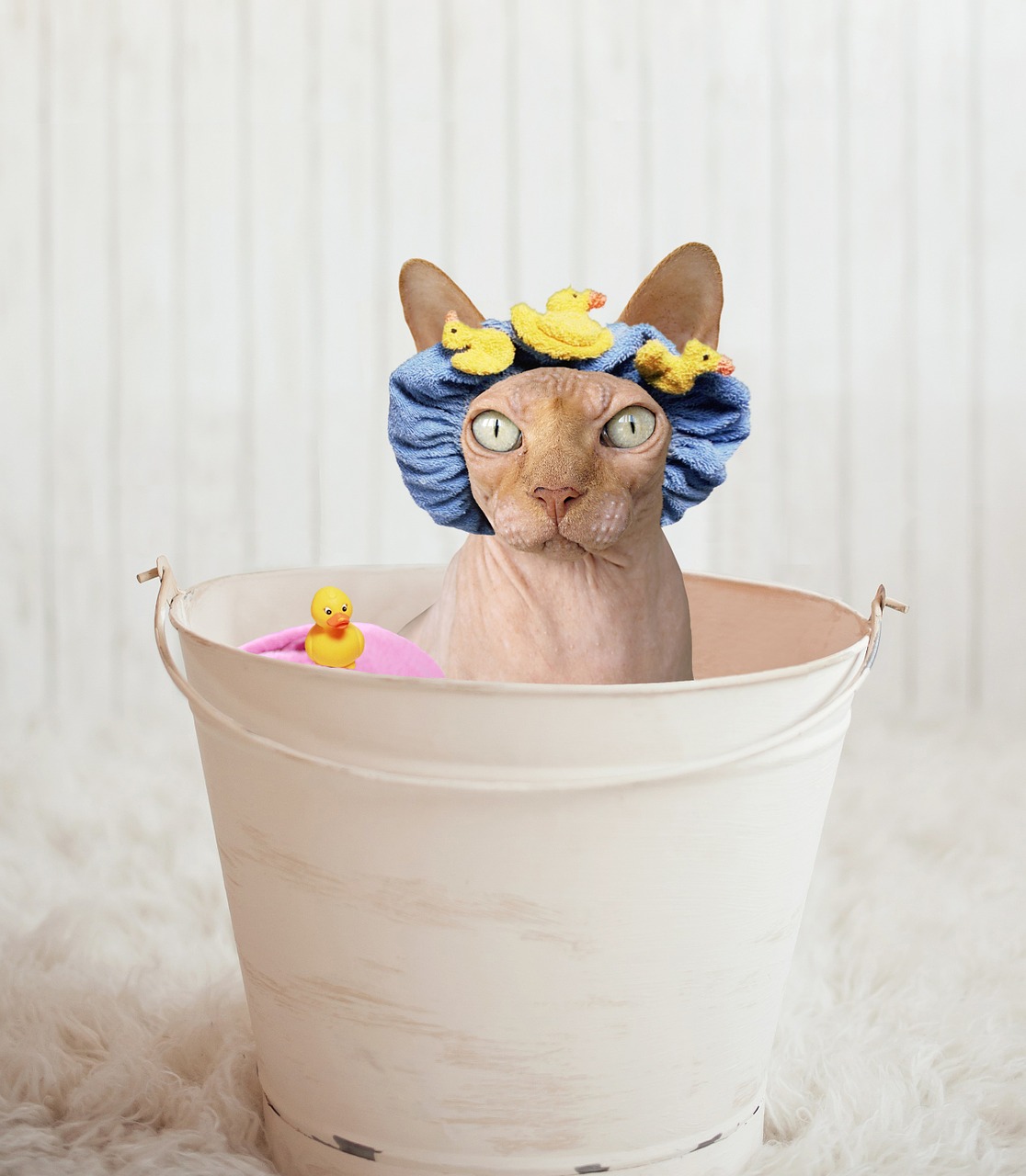 sphynx cat bathtub free photo