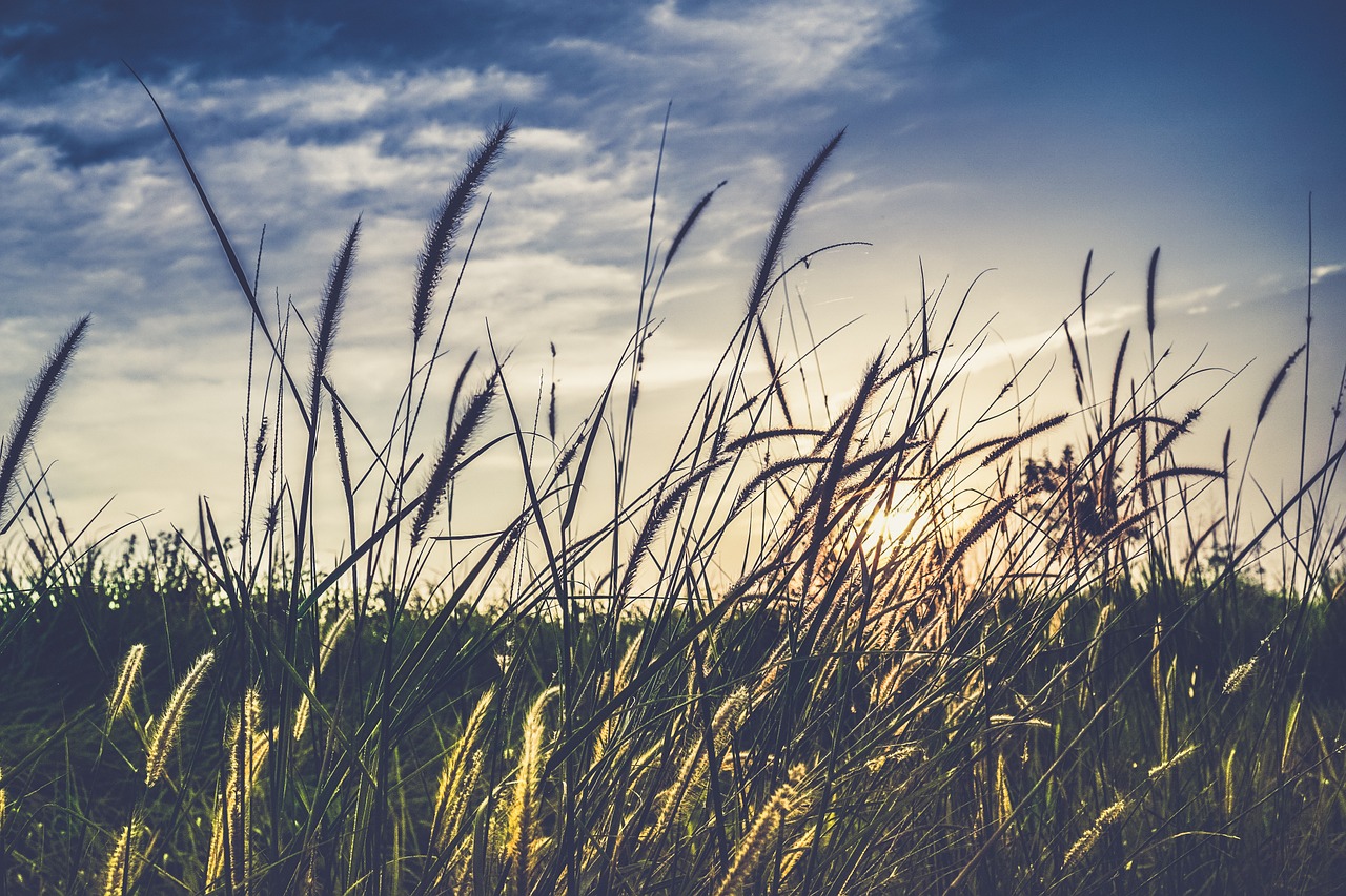 spicas grass vegetation free photo