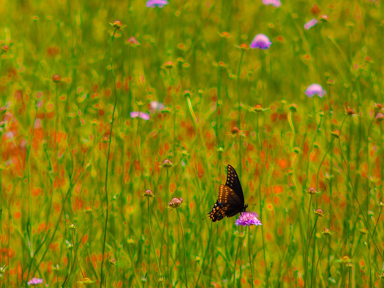 spicebush swallowtail wild flowers spring free photo