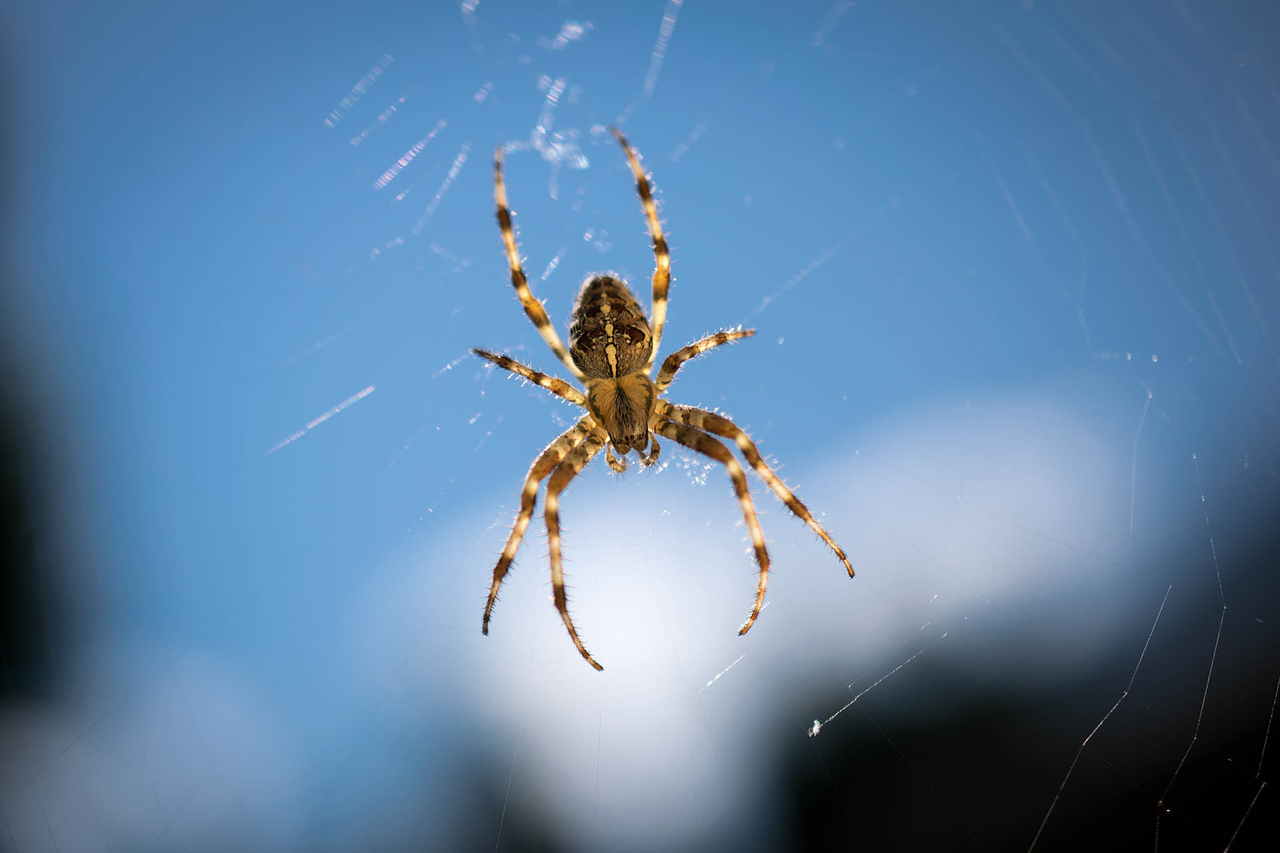 spider insect close free photo