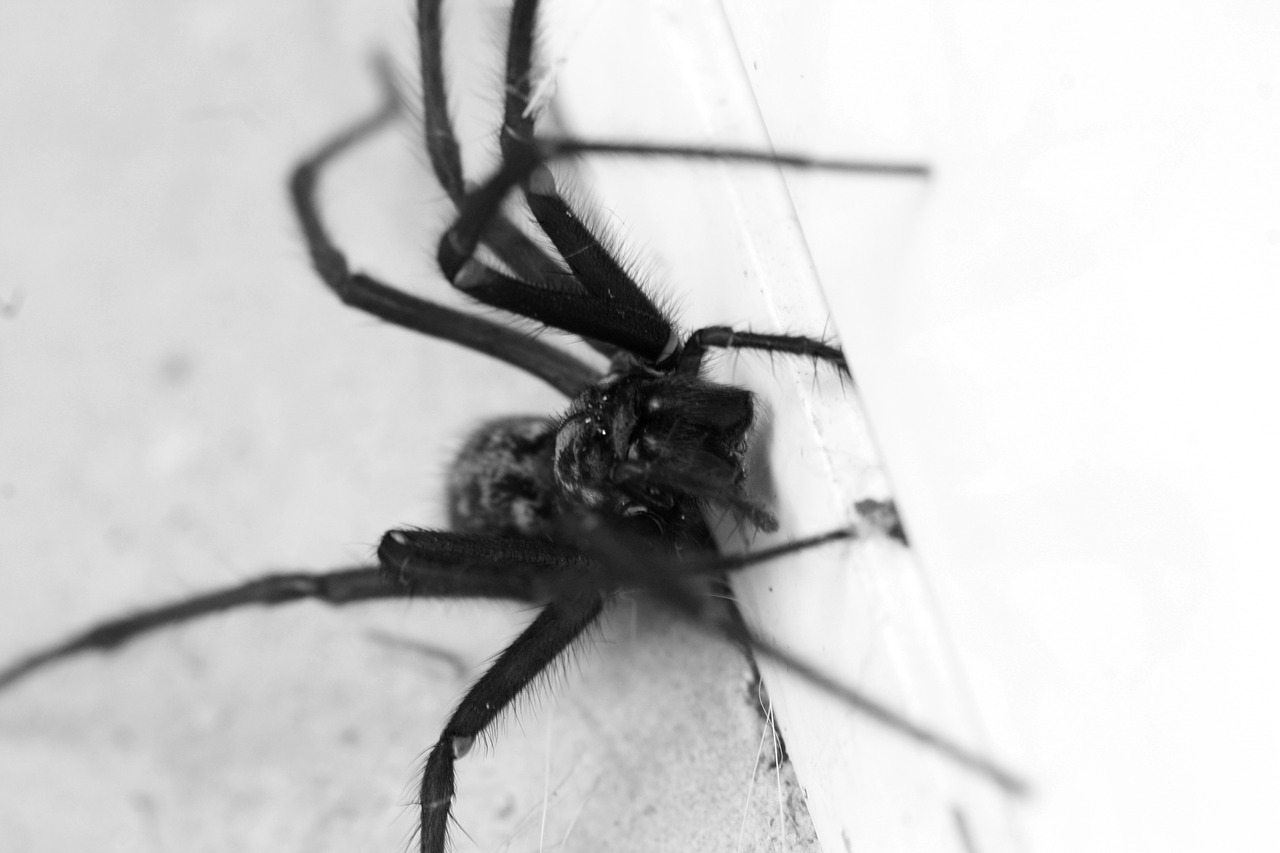 spider animal nature free photo