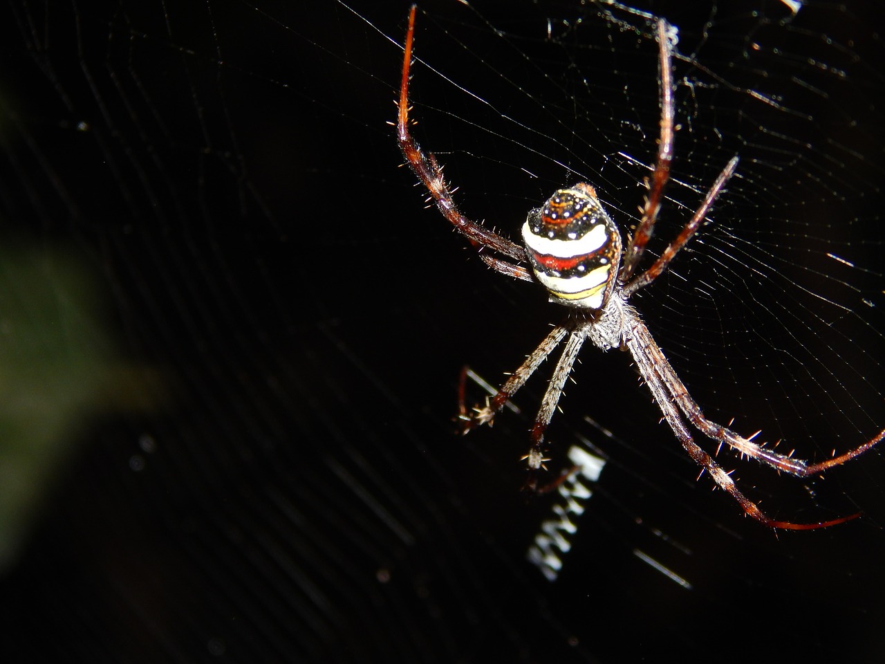 spider spider web insect free photo