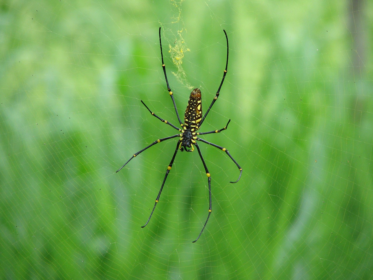 spider animal network free photo