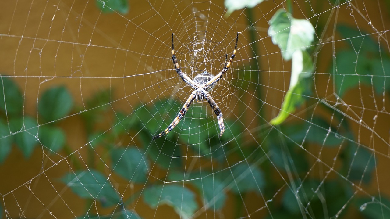 spider arachnid web free photo