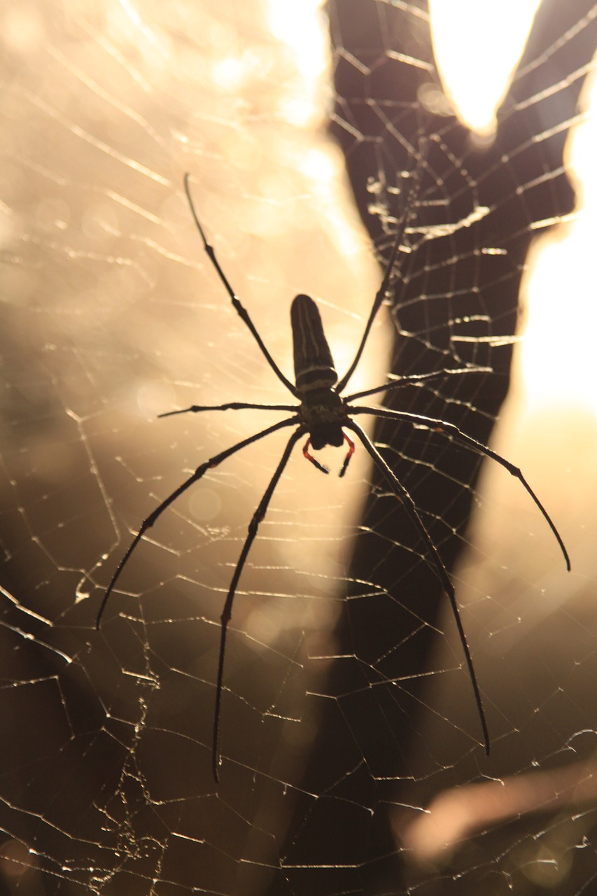 spider network cobweb free photo