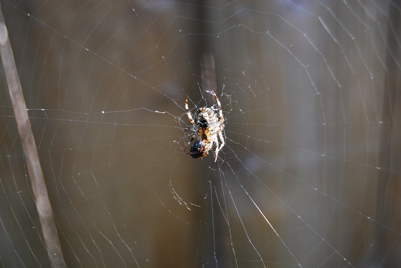 spider spider web insect free photo