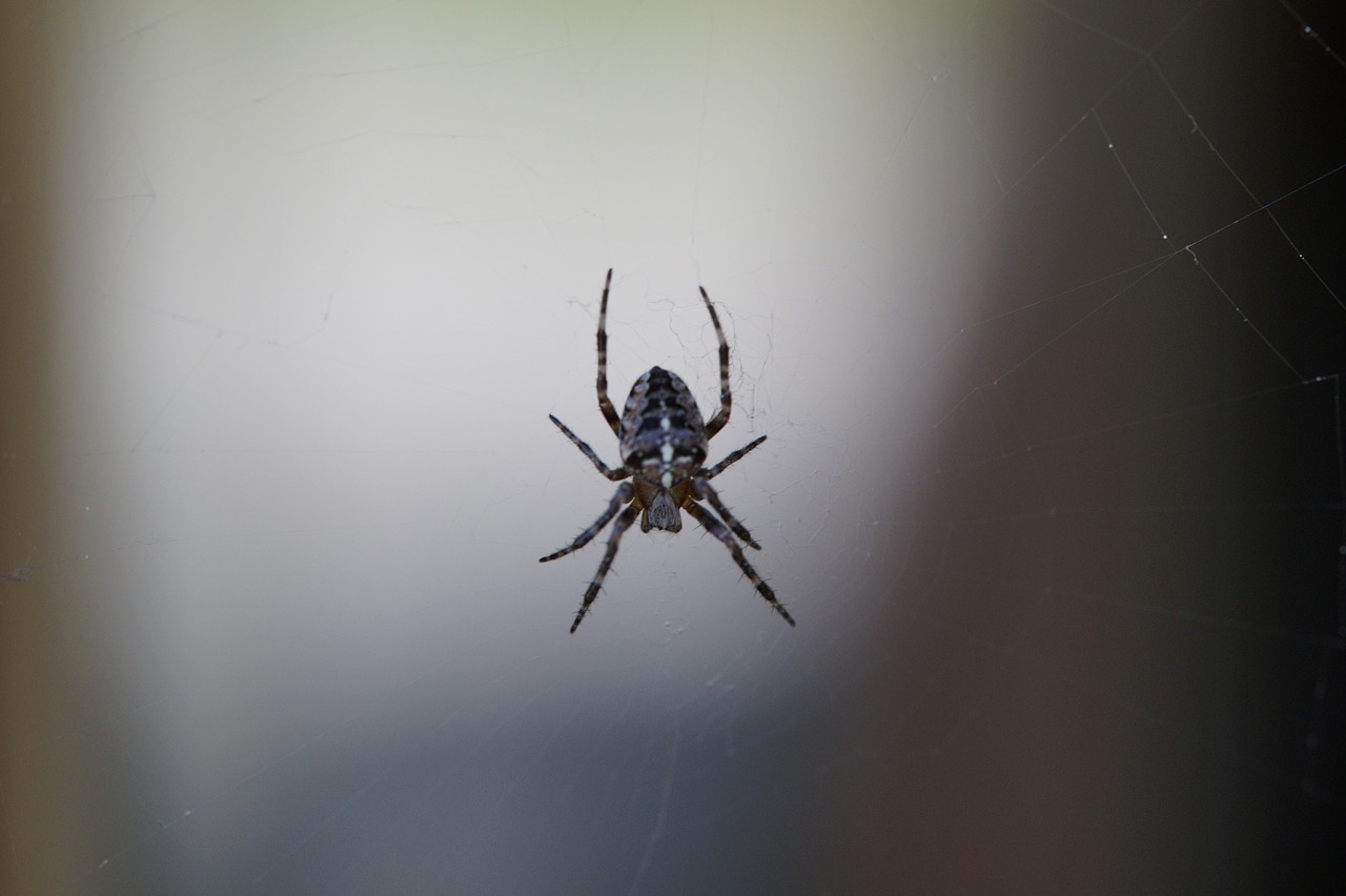 spider insect close free photo