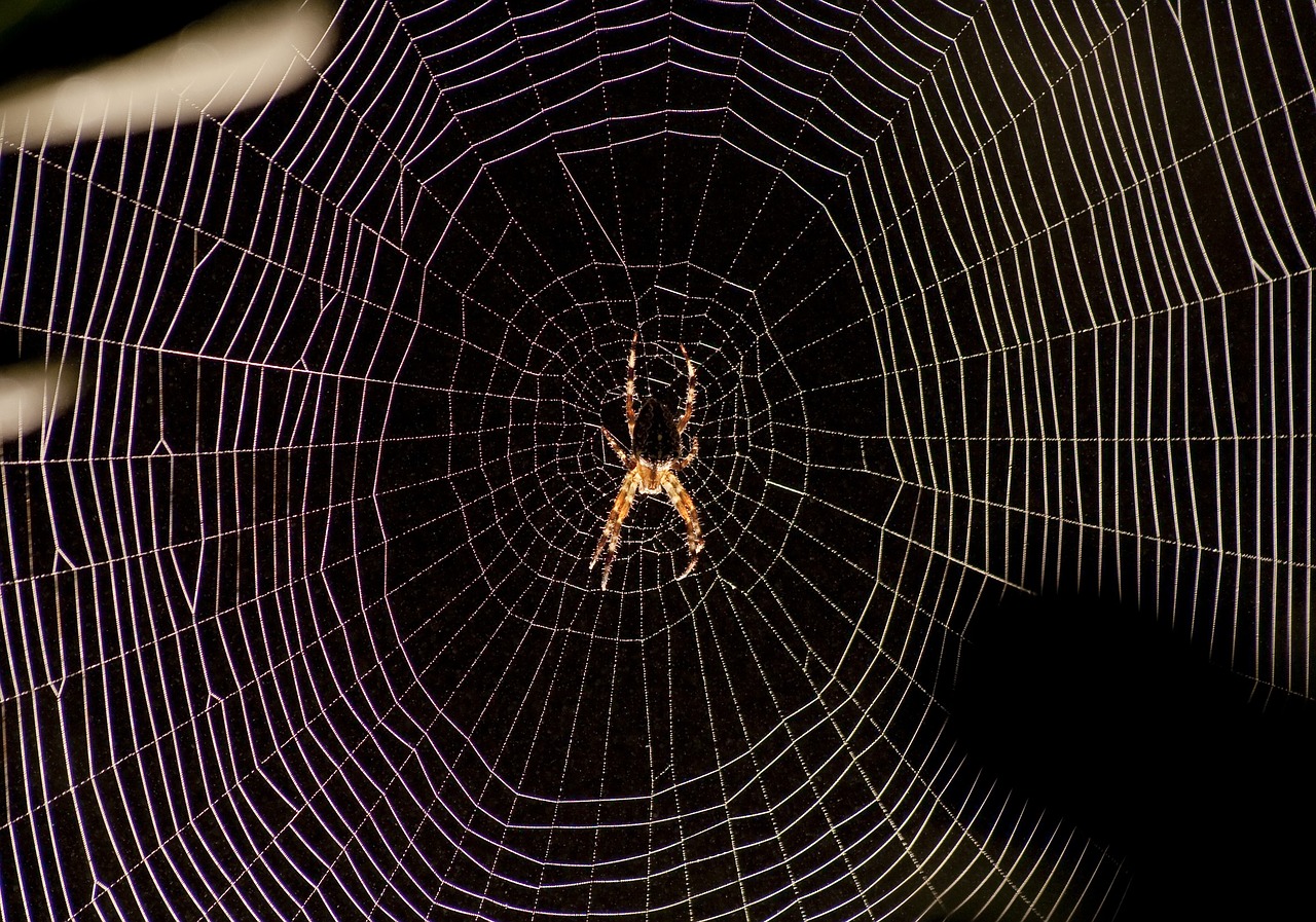 spider web backlight free photo