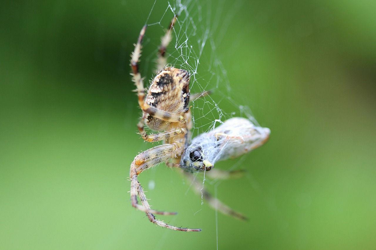 spider cobweb true orb weaver free photo