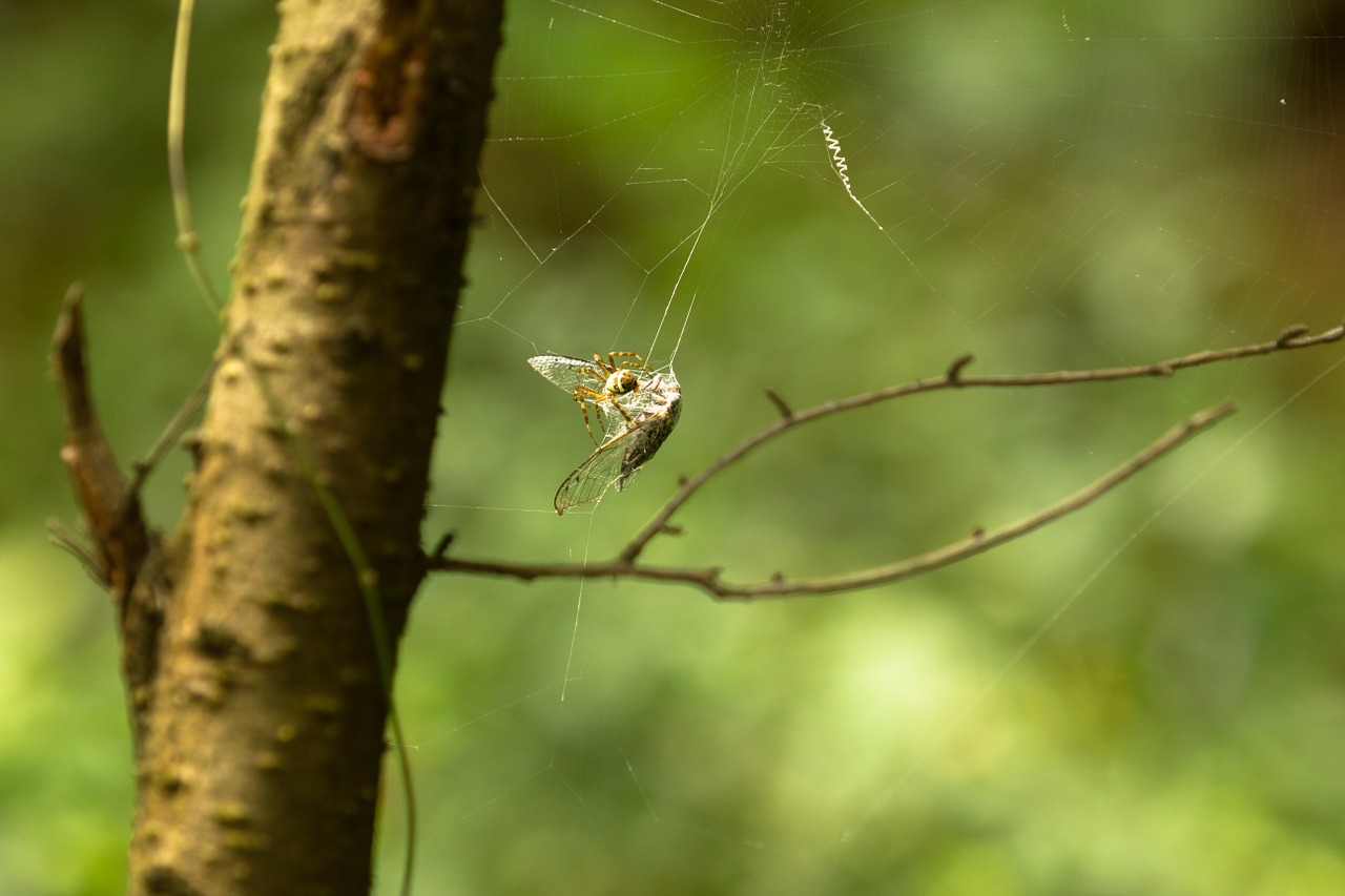 spider cicada catch free photo