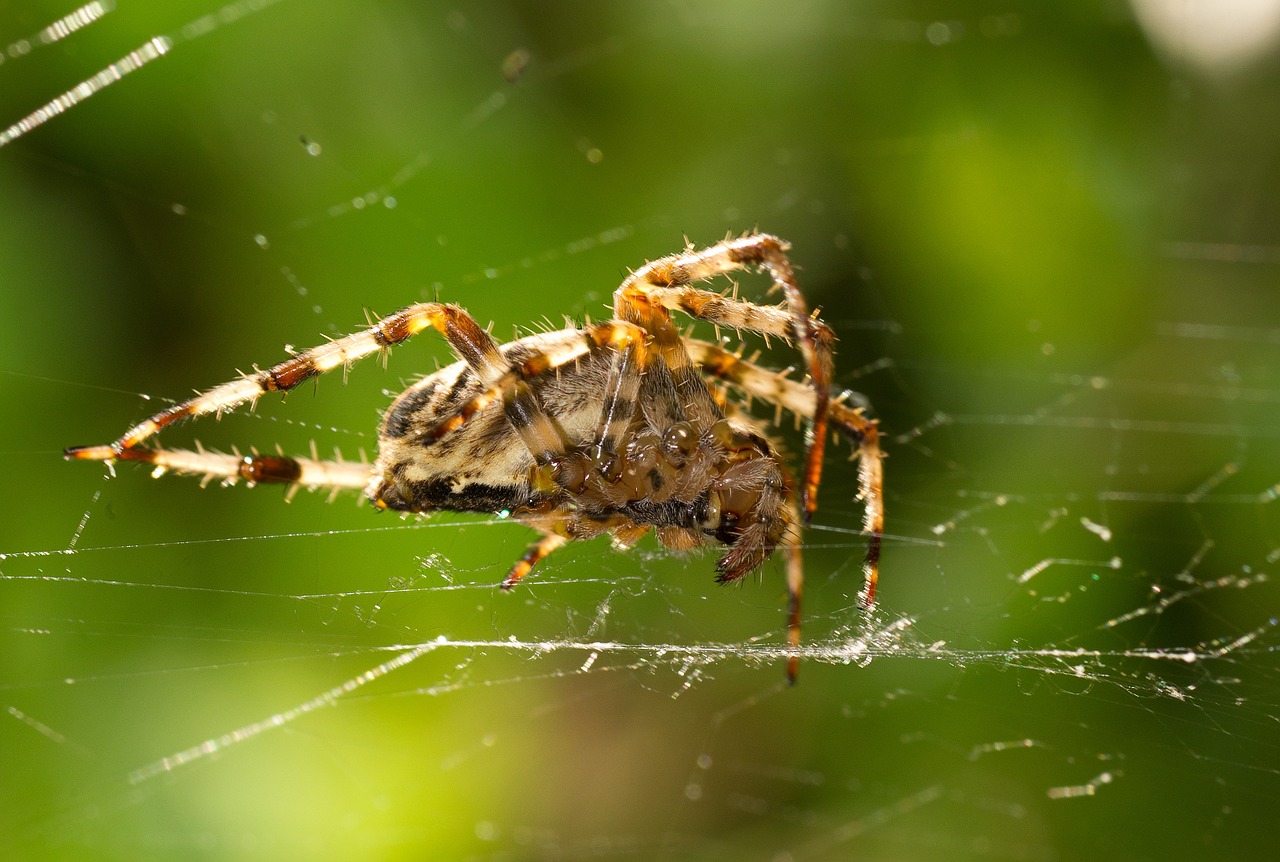 spider network back light free photo