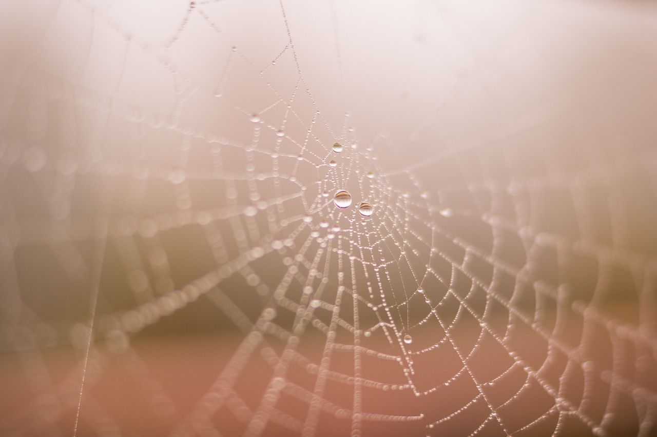spider web drop free photo