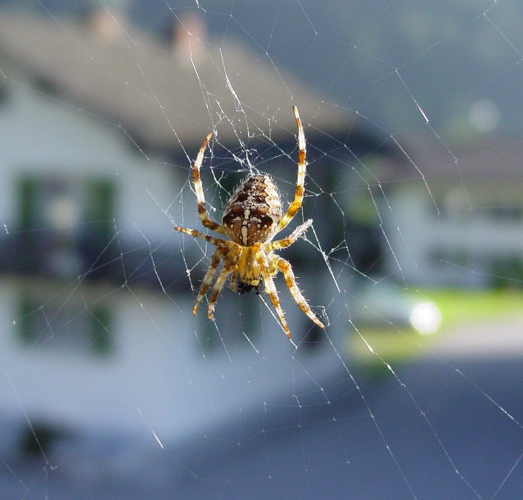spider cobweb insect free photo