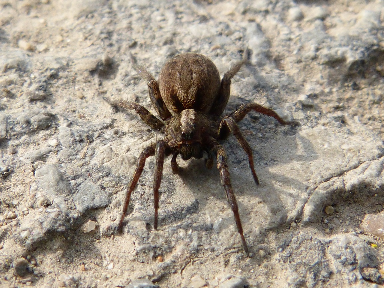 spider arachne predator free photo
