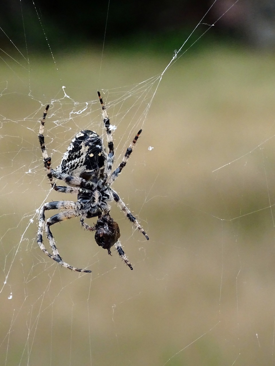 spider insect cobweb free photo