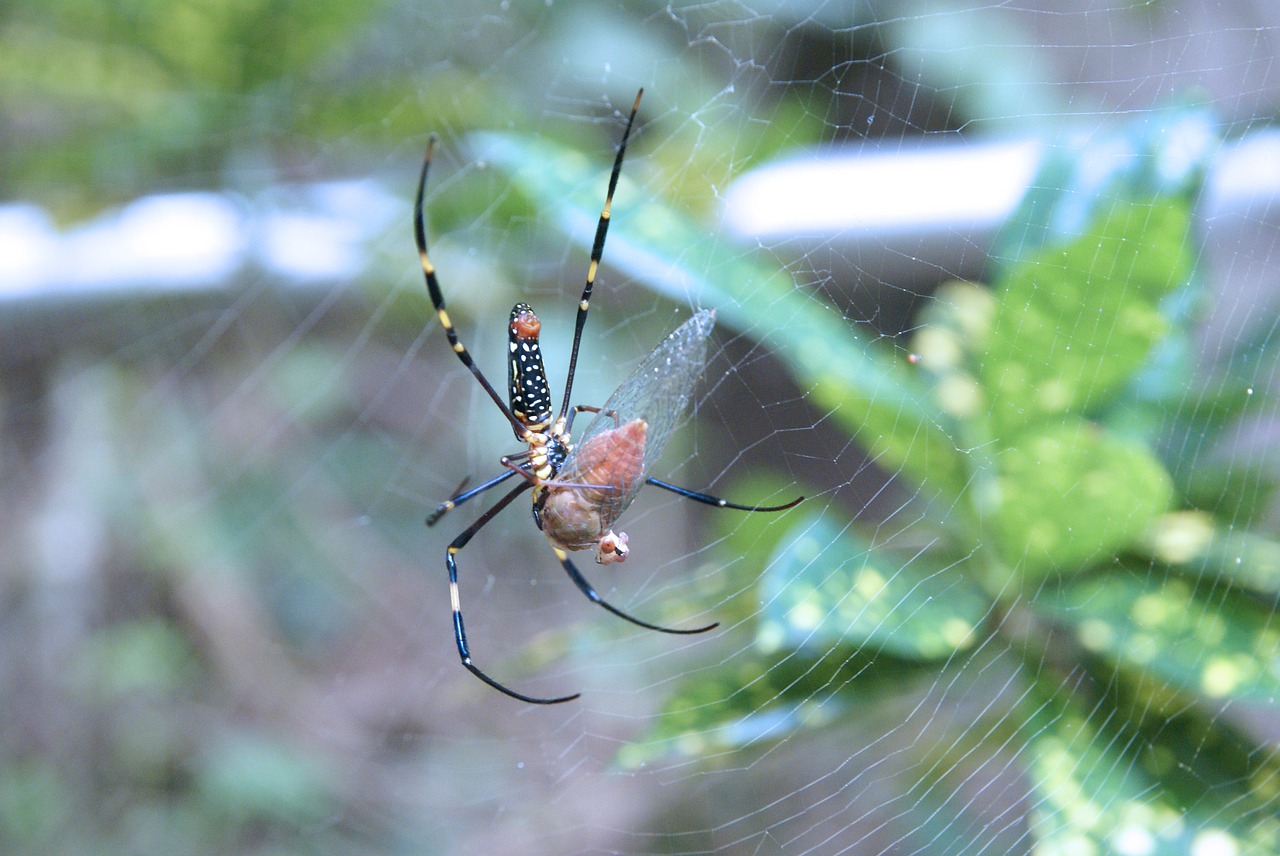 spider insect nature free photo