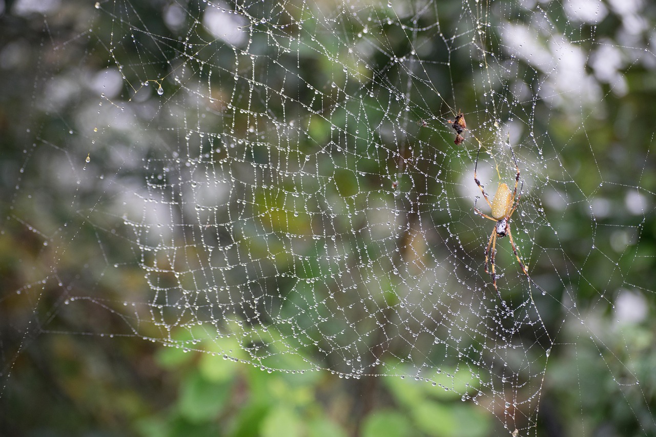 spider spiderweb nature free photo