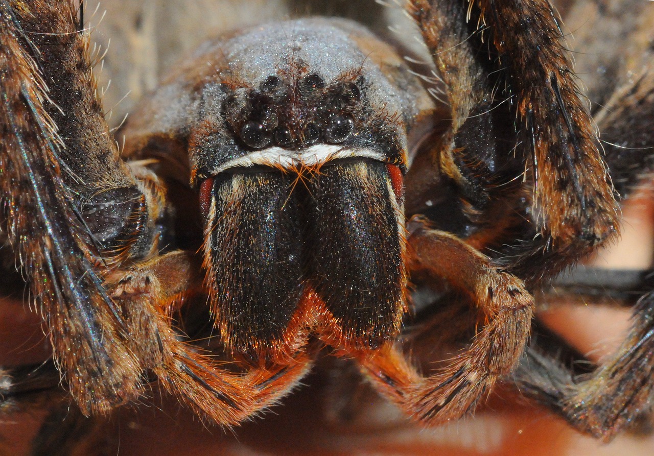 spider hairy macro free photo