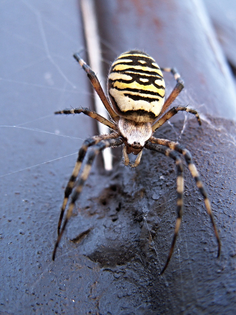 spider female crusader striped free photo