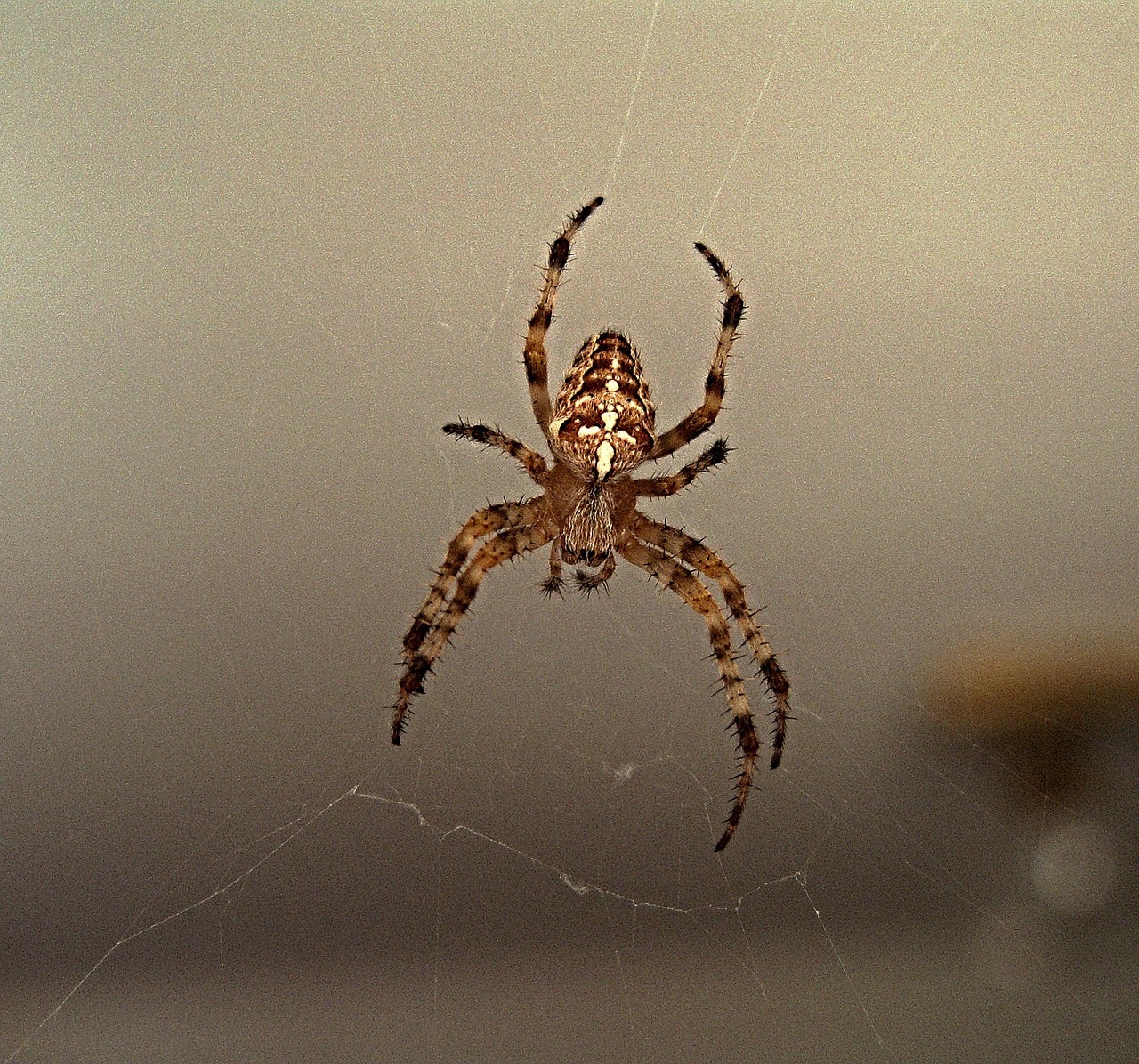 spider web crusader free photo